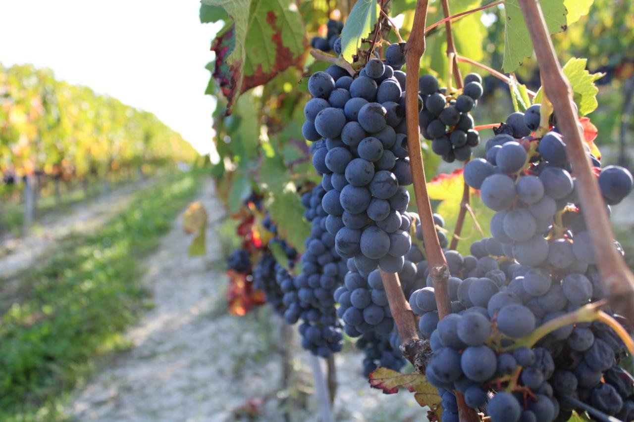 Agriturismo La Mussia Castelnuovo  Eksteriør bilde