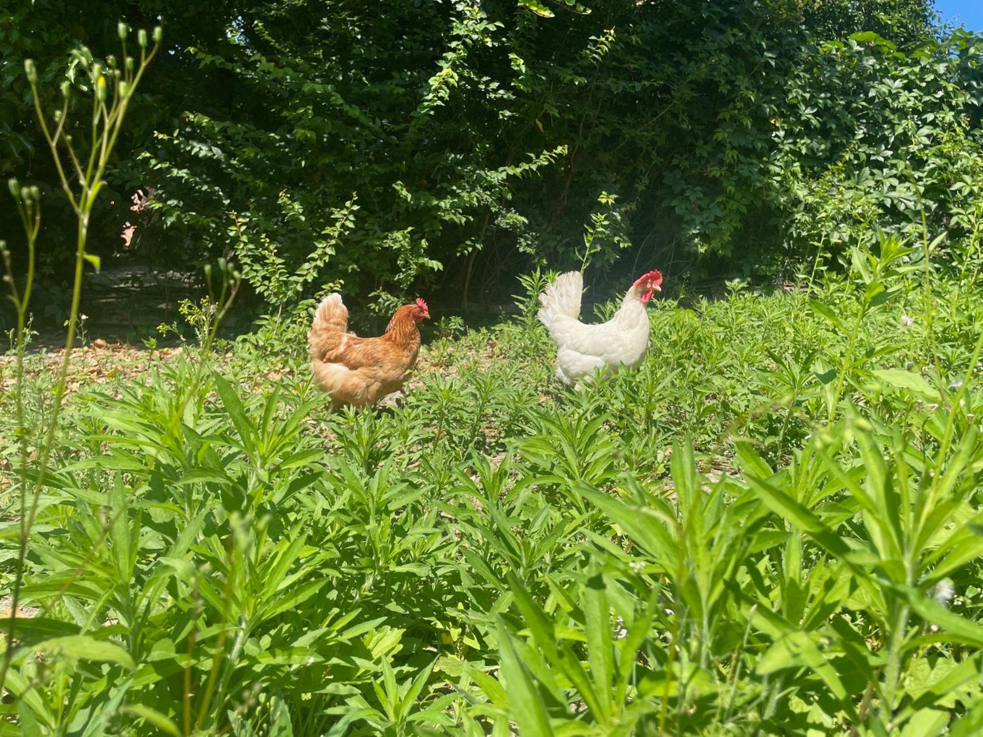 Agriturismo La Mussia Castelnuovo  Eksteriør bilde