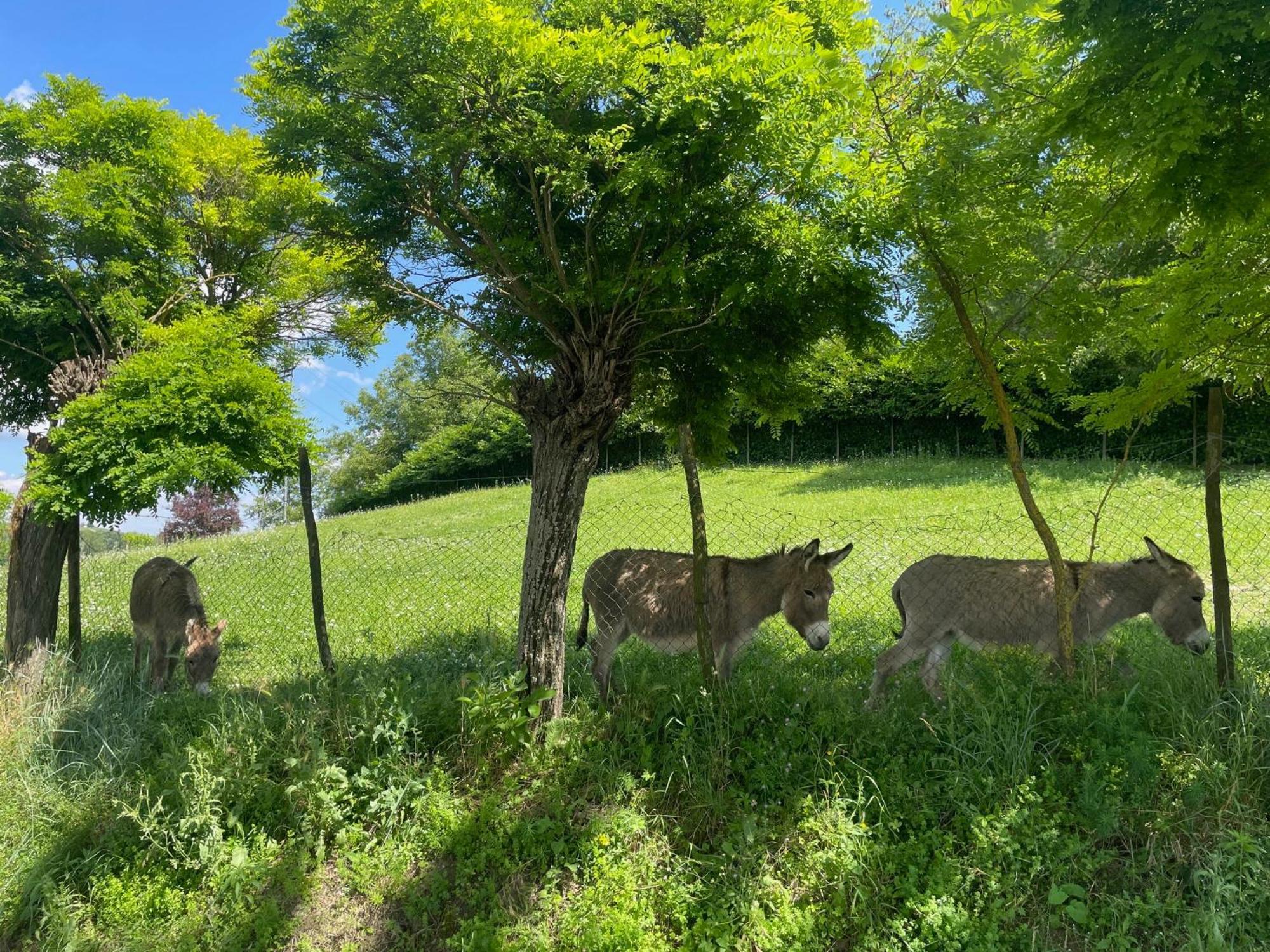 Agriturismo La Mussia Castelnuovo  Eksteriør bilde