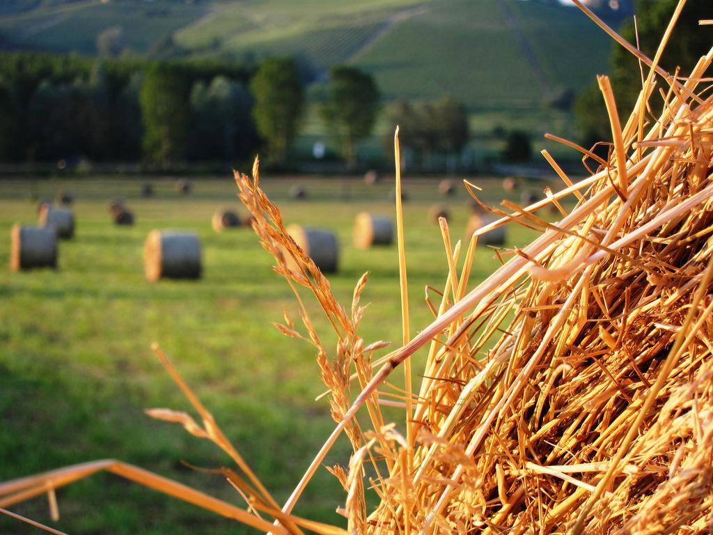 Agriturismo La Mussia Castelnuovo  Eksteriør bilde